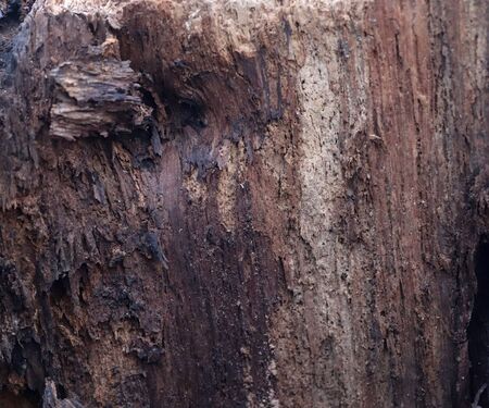 Detailed close up view on aged and vintage wood surface textures in high resolution