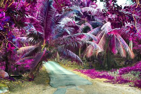 Beautiful purple and pink infrared panorama of a landscape on the Seychelles Islandsの写真素材