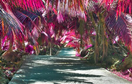 Beautiful purple and pink infrared panorama of a landscape on the Seychelles Islandsの写真素材