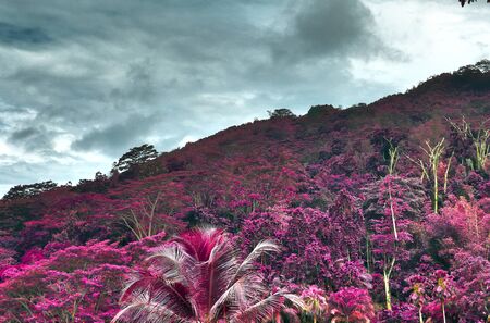 Beautiful purple and pink infrared panorama of a landscape on the Seychelles Islandsの写真素材