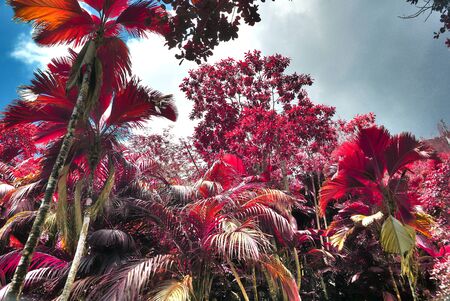 Beautiful purple and pink infrared panorama of a landscape on the Seychelles Islandsの写真素材