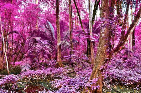 Beautiful pink and purple infrared shots of tropical palm trees on the Seychellesの写真素材