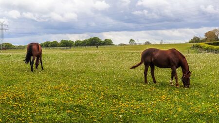 Brown horses grazing on a meadow with lots of yellow dandelionsの写真素材