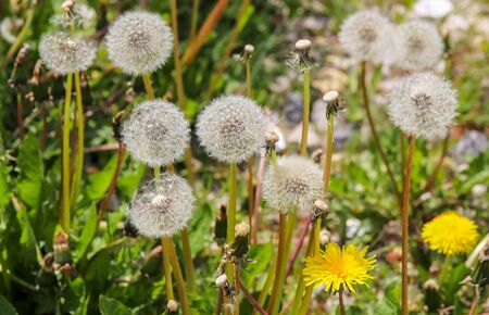 Close up view at a blowball flower found on a green meadow full of dandelionsの写真素材