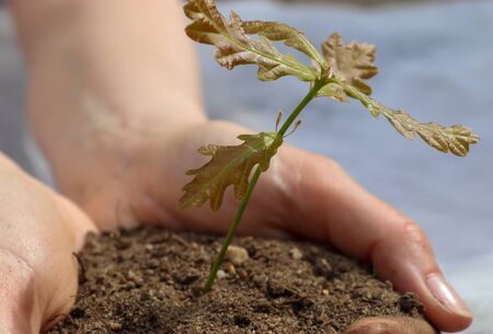 Human hands of a young woman holding green small plant seedling. New life concept.の写真素材