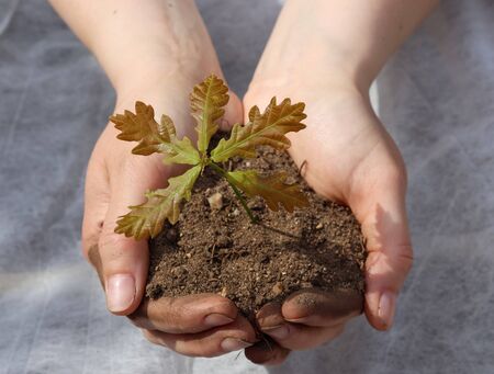 Human hands of a young woman holding green small plant seedling. New life concept.の写真素材