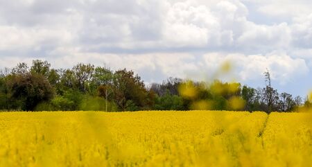 Yellow field of flowering rape and tree against a blue sky with clouds, natural landscape background with copy space, Germany Europe.の写真素材
