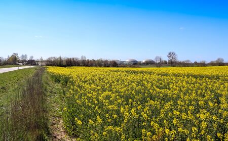 Yellow field of flowering rape and tree against a blue sky with clouds, natural landscape background...