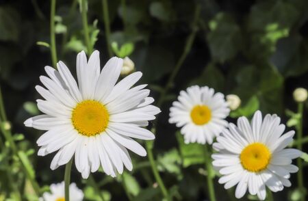 Beautiful white margerite flowers on a green field. Leucanthemum vulgare. Sunny summer day.