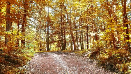 Beautiful panorama view on a golden autumn landscape in the middle of october