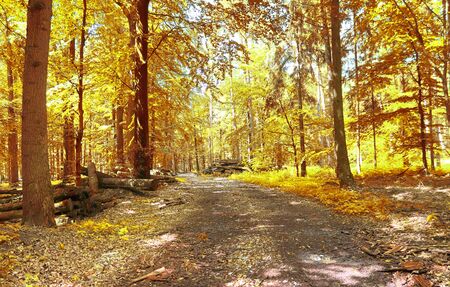 Beautiful panorama view on a golden autumn landscape in the middle of october