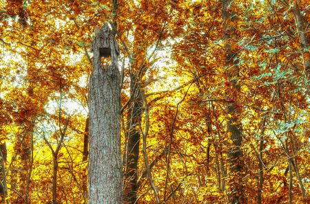 Beautiful panorama view on a golden autumn landscape in the middle of octoberの写真素材