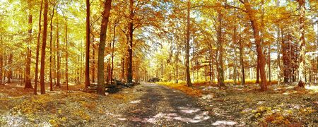 Beautiful panorama view on a golden autumn landscape in the middle of octoberの写真素材