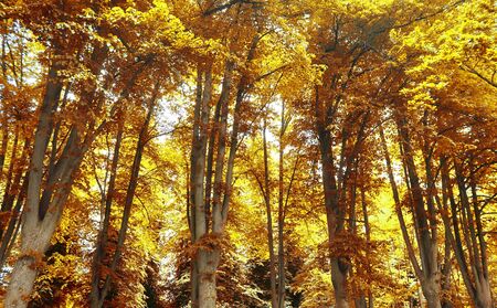 Beautiful panorama view on a golden autumn landscape in the middle of octoberの写真素材