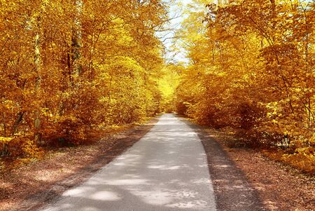 Beautiful panorama view on a golden autumn landscape in the middle of octoberの写真素材