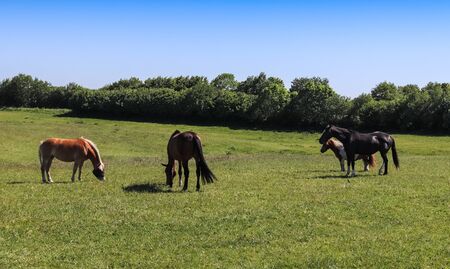 Beautiful panorama of grazing horses on a green meadow in summerの写真素材