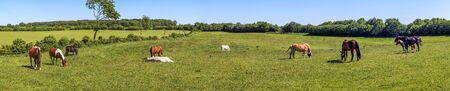 Beautiful panorama of grazing horses on a green meadow in summerの写真素材