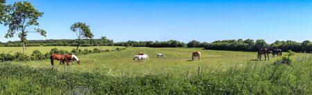 Beautiful panorama of grazing horses on a green meadow in summerの写真素材