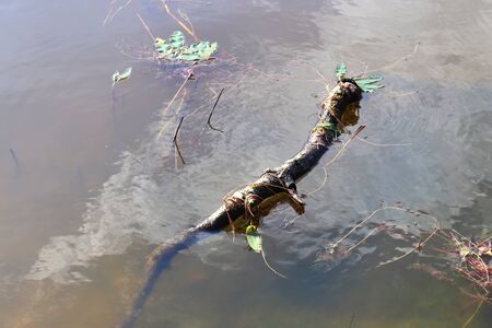 Detailed close up view on water surfaces with waves and ripples and the sunlight reflecting at the surfaceの写真素材