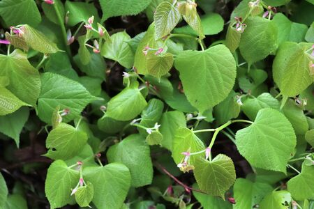 Beautiful green leaves of plants and different hedges and walls in Europe