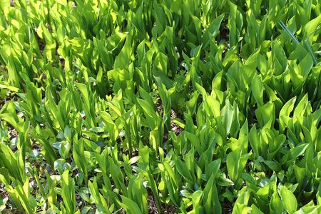Beautiful green leaves of plants and different hedges and walls in Europe