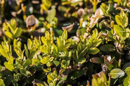 Beautiful green leaves of plants and different hedges and walls in Europe
