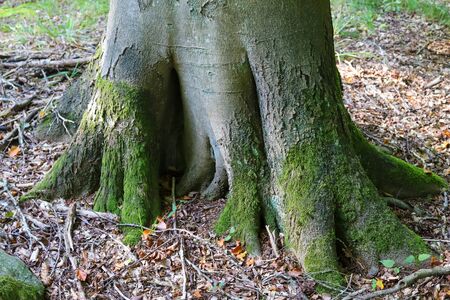 An old tree trunk in a forest landscape environmentの写真素材