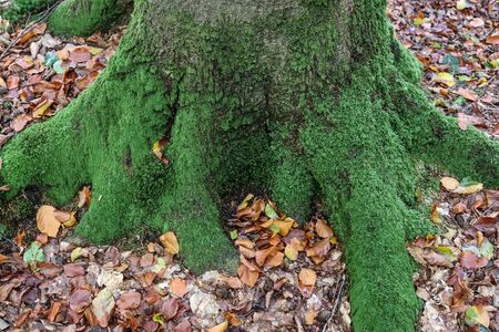 An old tree trunk in a forest landscape environmentの写真素材