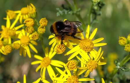 Beautiful flowers on a meadow in summer with insects like bees and bumblebees
