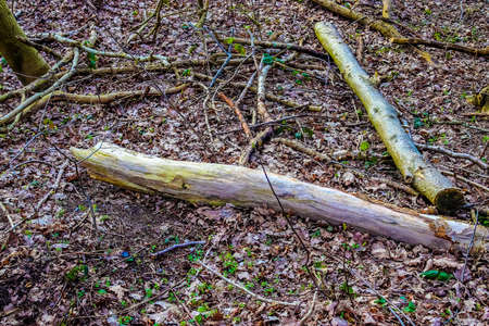 Detailed close up view on a forest ground texture with moss and branches found in a european forest