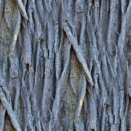 Photo realistic seamless texture pattern of tree bark in high resolutionの写真素材
