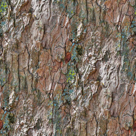 Realistic seamless texture pattern of tree bark in high resolutionの写真素材