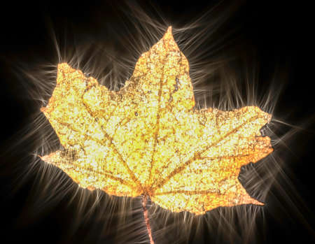 Kirlian glowing photography of beautiful autumn leaves showing a lot of energyの写真素材