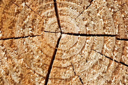 Fresh sawed wood in a close up view. Texture of annual rings in a wooden surface.の写真素材