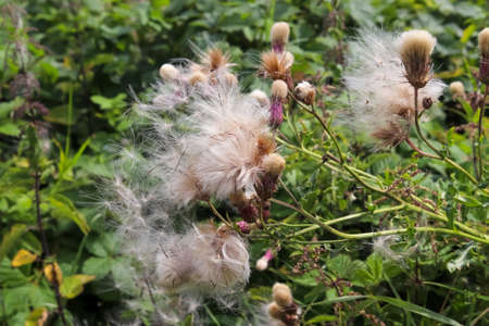 Thistle flowers at an agricultural field with a soft backgroundの写真素材