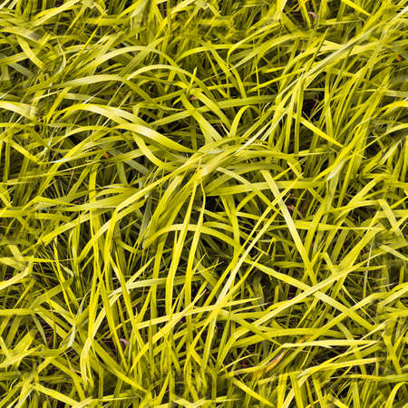 Photo realistic seamless grass texture in high resolution with more than 6 megapixelの写真素材
