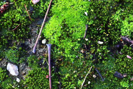 Detailed close up view at moss textures on a forest ground
