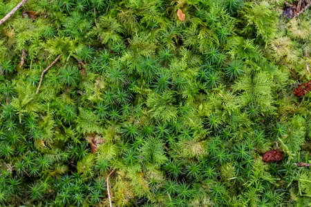 Detailed close up view at moss textures on a forest groundの写真素材