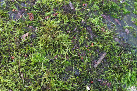 Detailed close up view at moss textures on a forest ground