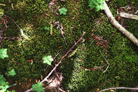 Detailed close up view at moss textures on a forest ground