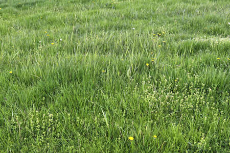 Close up surface of green grass on a meadow on a sunny summer day