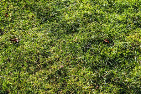 Close up surface of green grass on a meadow on a sunny summer day