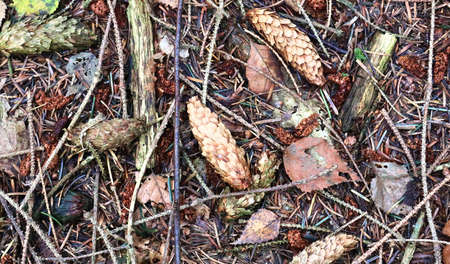 The ground in a forest with pine cones, moss, grass, pine needles, autumn leaves. Forest soil...