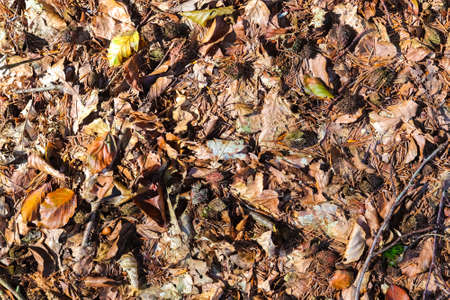 Detailed close up view on a forest ground texture with moss and branches found in a european forest