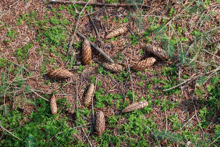 The ground in a forest with pine cones, moss, grass, pine needles, autumn leaves. Forest soil...