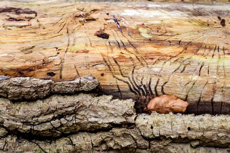 Detailed close up view on different wood surfaces showing planks logs and wooden walls in high...