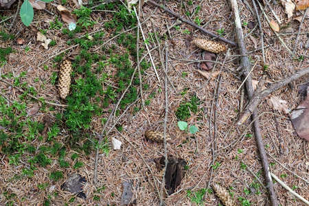 The ground in a forest with pine cones, moss, grass, pine needles, autumn leaves. Forest soil...