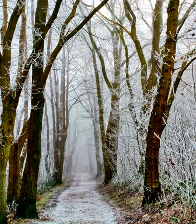 Beautiful winter shot at a lake and forest with snow and iceの写真素材
