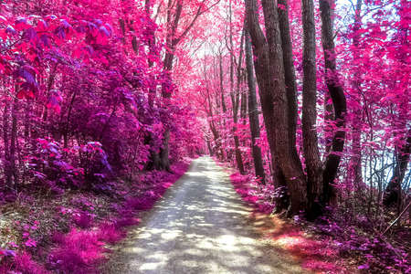 Beautiful pink and purple infrared panorama of a countryside landscape with a blue sky.の写真素材