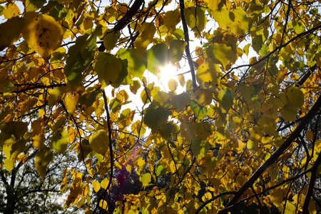 Beautiful autumn tree with red and orange colored leaves on a sunny day